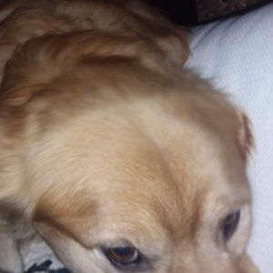 Meet your Posher, Alan